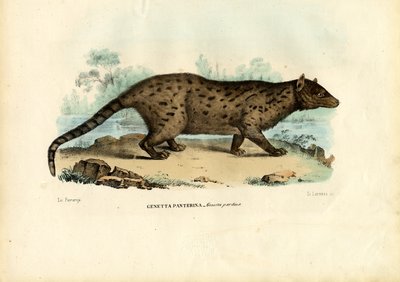 Pardine Genet, 1863-79 by Raimundo Petraroja